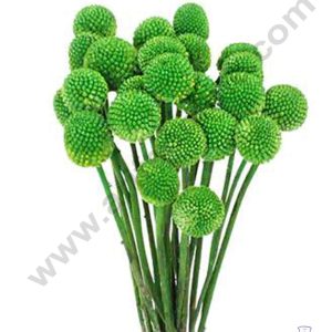 CAKE DECOR™ Green Color Natural Craspedia Balls Billy Buttons For Cake Decoration Bouquet Wedding Party Centerpieces Decorative – Green (5 pcs pack)