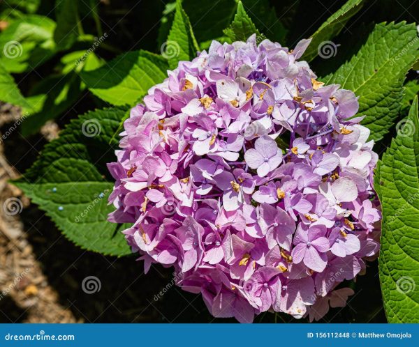 Ch. 10 Hydrangea Flower Bunch Light Purple C881-5