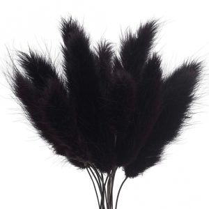 Ch. Bunny Tails Black