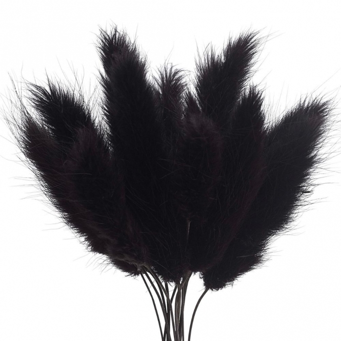 Ch. Bunny Tails Black - Image 1