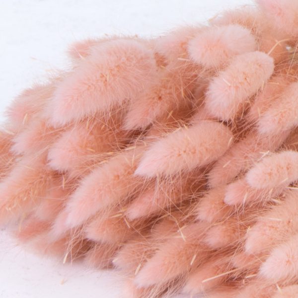 Ch. Bunny Tails Pink