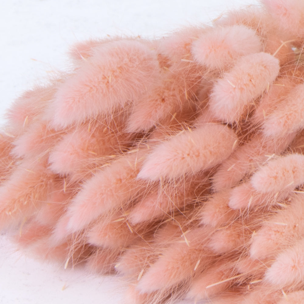 Ch. Bunny Tails Pink - Image 1