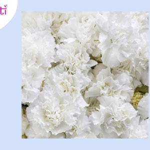 Ch. Carnation Folower Bunch (7 Pcs) CDS 90